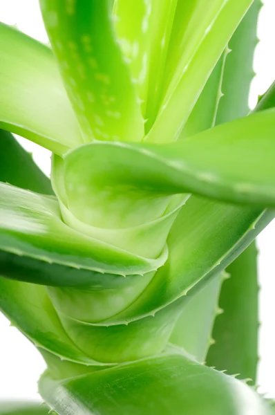 Aloe lämnar närbild. makro — Stockfoto