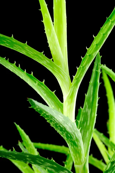 Aloe yaprakları siyah arka plan üzerine — Stok fotoğraf