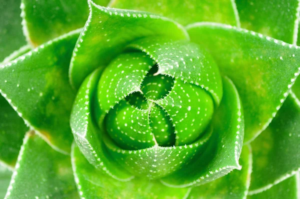 Aloe leave closeup . Macro — Stock Photo, Image