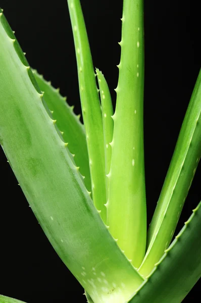 Aloe vera izole üzerinde siyah arka plan bırakır — Stok fotoğraf