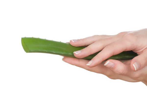 Manos femeninas con manicura francesa sosteniendo hoja de aloe aislada sobre fondo blanco — Foto de Stock