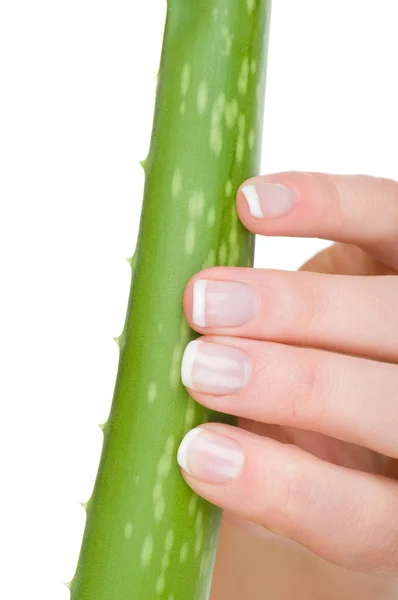 Female hands with french manicure holding Aloe leaf isolated on white background — Stock Photo, Image