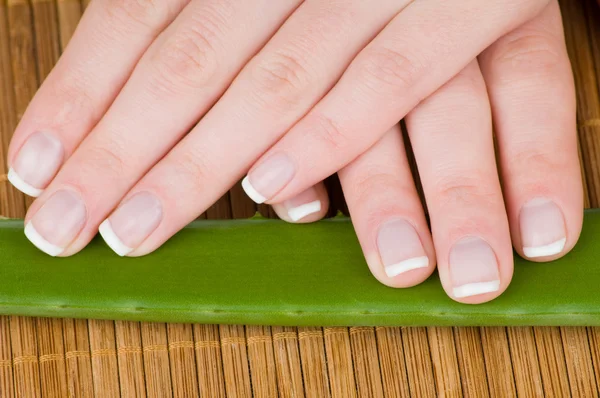 Mãos femininas com manicure francês e folha de Aloe no fundo de bambu — Fotografia de Stock