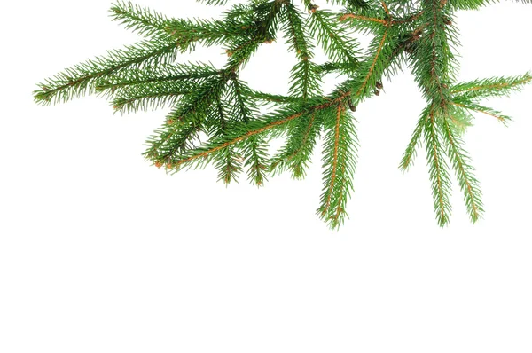白い背景に孤立した松の枝 — ストック写真