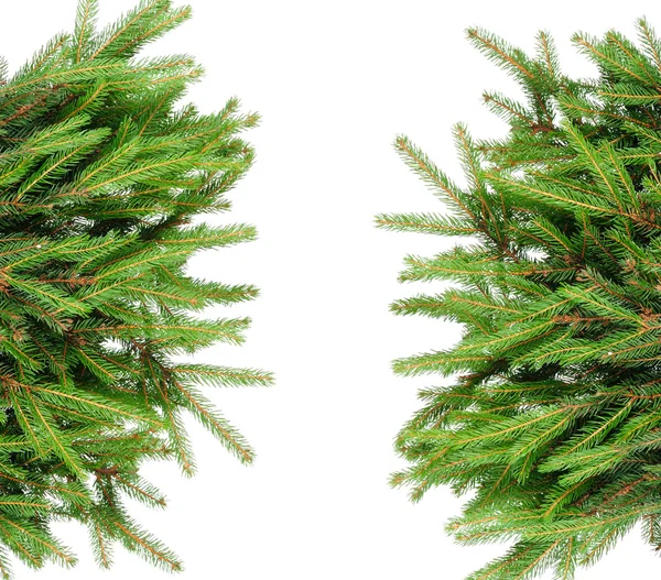 Pine branches — Stock Photo, Image