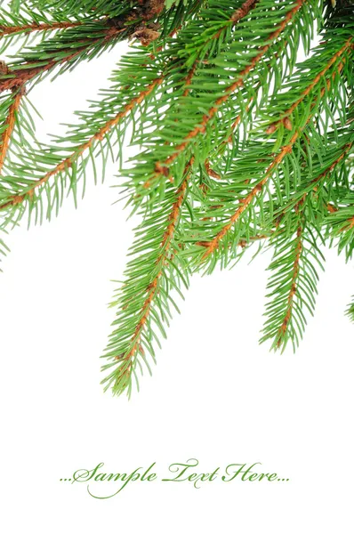 Pine branches — Stock Photo, Image