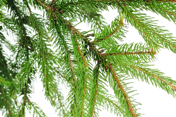 Pine grenar — Stockfoto