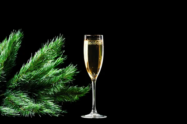 Champagne vetro e pino ramo isolato su sfondo nero — Foto Stock