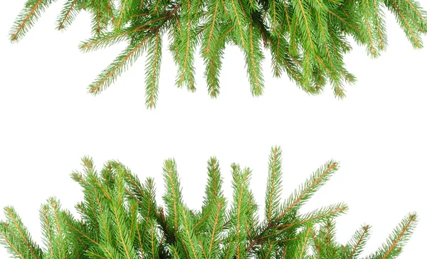 Pine grenar — Stockfoto