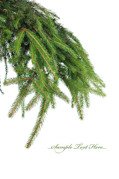 Pine branches isolated on white background — Stock Photo, Image