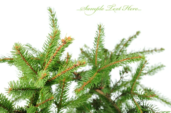 Pine branches — Stock Photo, Image