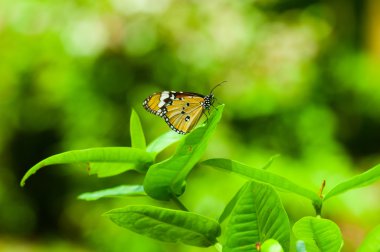 yeşil zemin üzerine vanilya kelebek