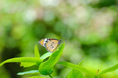 yeşil zemin üzerine vanilya kelebek