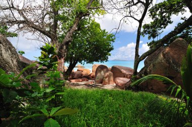 büyük taşlar, Seyşel Adaları tropikal orman