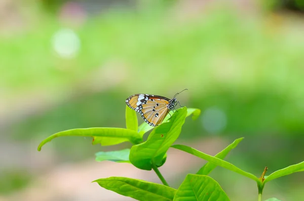 Papillon vanille sur fond vert — Photo