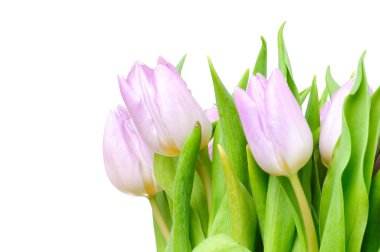 Beyaz arkaplanda izole laleler