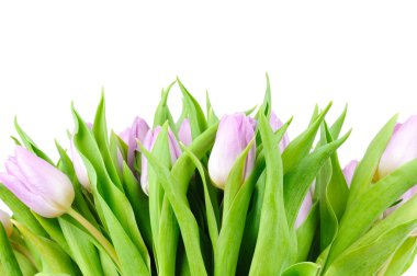 Beyaz arkaplanda izole laleler