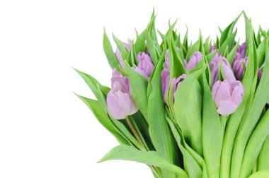 Beyaz arkaplanda izole laleler