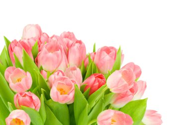 Beyaz arkaplanda izole edilmiş pembe laleler