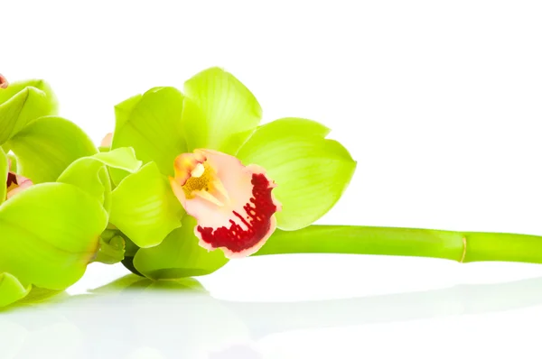 Beautiful Orchid isolated on white background — Stock Photo, Image