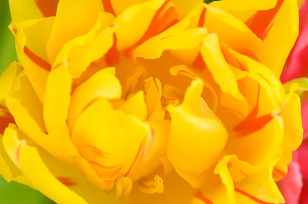 Tulpe in Großaufnahme — Stockfoto