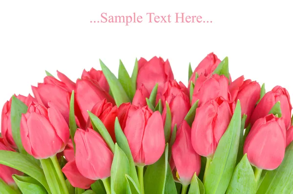 Bouquet of tulips isolated on white background — Stock Photo, Image