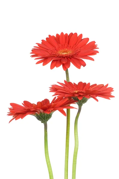 Flores de gerber — Foto de Stock