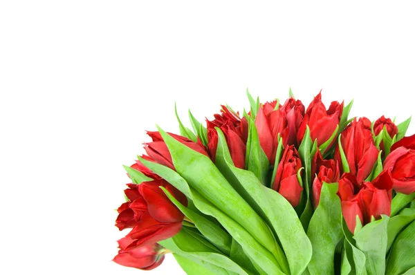 Boeket tulpen geïsoleerd op witte achtergrond — Stockfoto