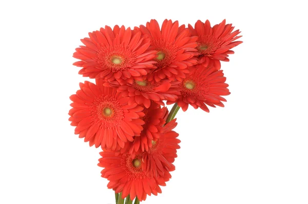 Flores de gerber — Foto de Stock