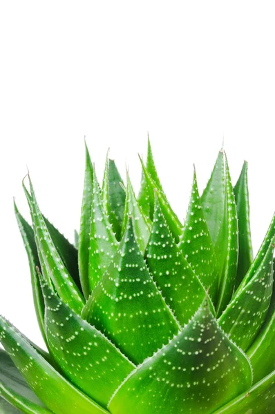 Aloe Cosmo isoliert auf weißem Hintergrund — Stockfoto