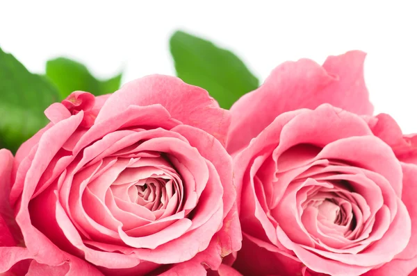 Pink roses — Stock Photo, Image