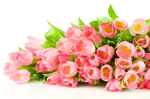Rosa Tulpen isoliert auf weißem Hintergrund — Stockfoto