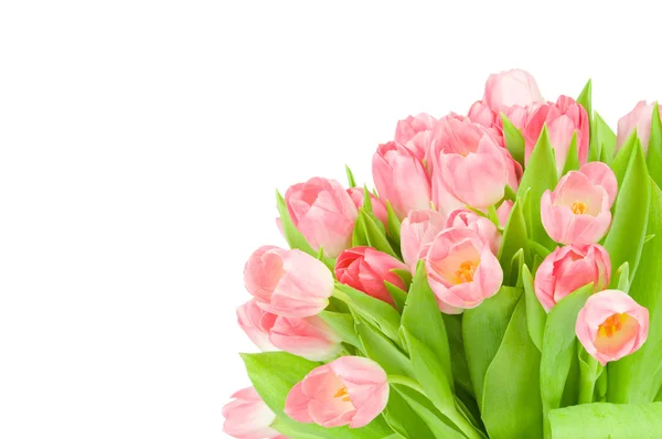 粉红郁金香，白色背景分离 — 图库照片