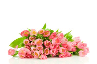 Beyaz arkaplanda izole laleler