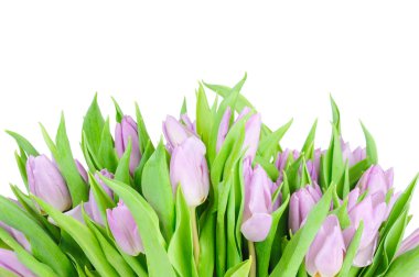 Beyaz arkaplanda izole laleler