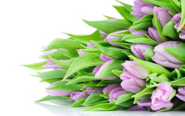 Beyaz arkaplanda izole laleler