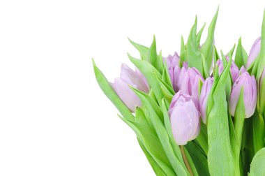 Beyaz arkaplanda izole laleler