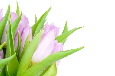 Beyaz arkaplanda izole laleler