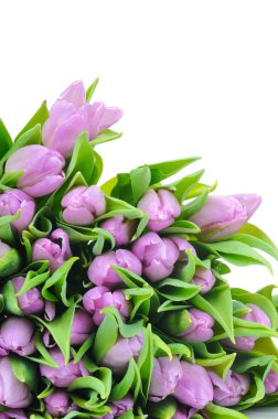 Beyaz arkaplanda izole laleler