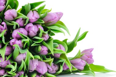 Beyaz arkaplanda izole laleler