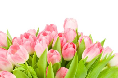 Beyaz arkaplanda izole edilmiş pembe laleler