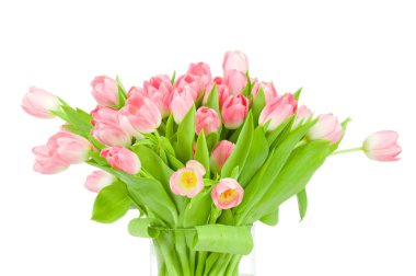 Beyaz arka plan üzerinde izole vazo içinde Pembe Laleler