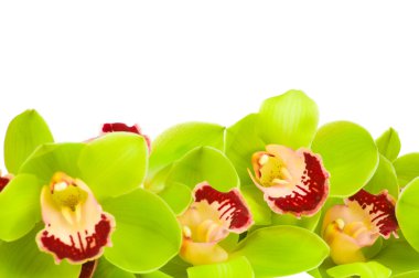 güzel orkide beyaz zemin üzerine izole