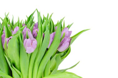 Beyaz arkaplanda izole laleler