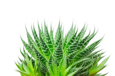 Beyaz arka plan üzerinde izole aloe cosmo