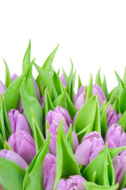 Beyaz arkaplanda izole laleler