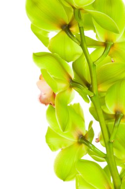 güzel orkide beyaz zemin üzerine izole