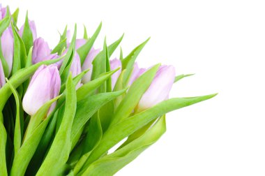 Beyaz arkaplanda izole laleler