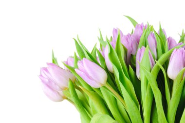 Beyaz arkaplanda izole laleler