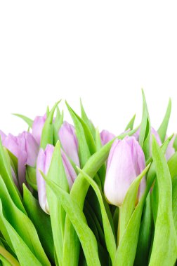 Beyaz arkaplanda izole laleler